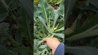 西兰花Broccoli #garden #nature #satisfying