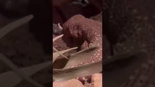 Lizard eats rat￼