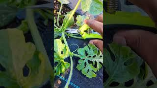 Pruning Watermelon Plant for Faster and better PRODUCTION  !  #watermelon #gardening #viral