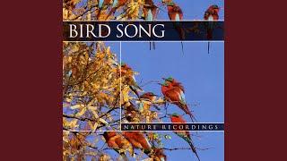 Birdsong 3