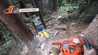 Holzfällen unter Extrem Bedingungen