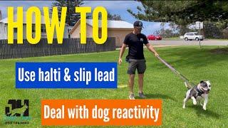 HOW TO - use Halti, slip lead & deal with dog reactivity #dogtraining #dog #dogobedience