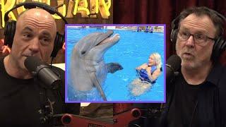 Are Dolphins Smarter Than Humans? | Joe Rogan & Colin Quinn