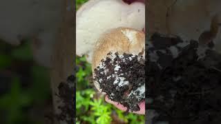 Білий пузатий красень 2024 #mushroom #гриби #клєстова #kliestova #boletus #білийгриб