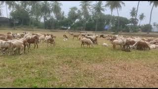 1000 sheeps farming in 1 acre land-Zero feed cost