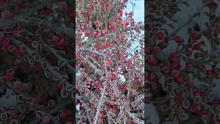 Red berries on a winter bush #winter #berries #redberry