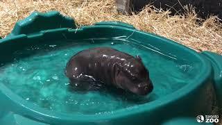 Penelope Montage- National Hippo Day