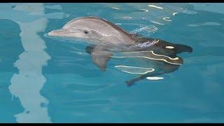 Bay Focus - Clearwater Marine Aquarium and Women With Purpose