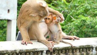 Sweetie Moment Mom Moka p_rotect cute baby monkey Moken while he Breastfeeding.