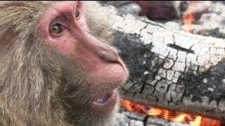 Monkeys play with fire in Japanese zoo