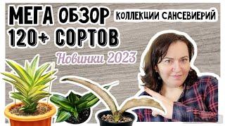 Полный обзор коллекции сансевиерий с названиями. Редкие сорта и новинки 2023 года