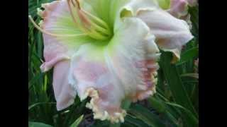 Daylilies in my Garden July 24, 2013- late bloomers