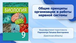 Нервная система. Тема 4. Общие принципы организации и работы нервной системы