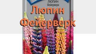 Люпин обыкновенный Фейерверк (feyerverk)  люпин Фейерверк обзор: как сажать семена люпина Фейерверк