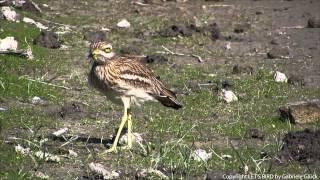 Triel - Eurasian stone-curlew - Burhinus oedicnemus (1080p HD)