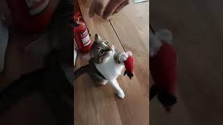 komik anlar kedi-zıpır