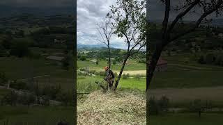 Eliminare gli alberi secchi #chainsaw #lifehacks #giardiniere #alberi #wood #stihl #gardening