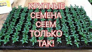 БАРХАТЦЫ? СУПЕР ПОСЕВ КРУПНЫХ СЕМЯН!