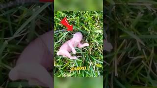 Saving a baby squirrel#animals #squirrel#save #kindness #love #cute