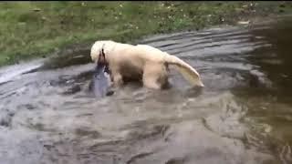 Dog Catches Huge Catfish and Drags it out of the Lake - 1009700