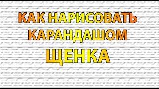 Видео: Как нарисовать ЩЕНКА карандашом поэтапно для начинающих?