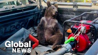 Bear cub high on "mad honey" found disoriented in northern Turkey