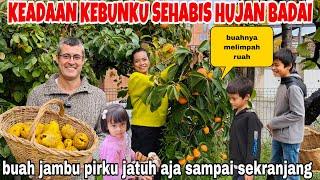 KEADAAN KEBUNKU SEHABIS HUJAN BADAI&BUAH JAMBU PIRKU JATUH SAMPAI DAPAT SEKRANJANG !!