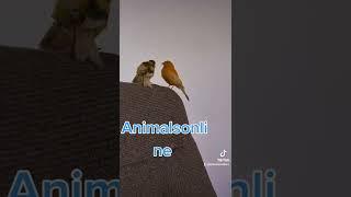 Animalsonline (1)