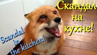 Алиса лиса. Громкий скандал на кухне (Loud scandal in the kitchen).