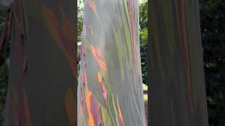 This tree is real! - Crazy Plants in Hawai’i - Botanical World Adventures #rainbow eucalyptus