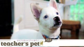 Potty Training a Puppy | Teacher's Pet With Victoria Stilwell