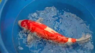 WWKC Teach + Learn Thread  3  First Kohaku