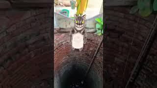 Billi  boli  Meow  Meow  funny  cute  trending song