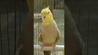 Male Cockatiel Sound Part:2 #shorts