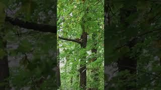 [PointFOOTAGE] Animals - rodents squirrel red on tree branch - Vertical XLS - 6133084