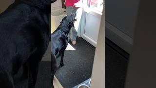 Our dog continually surprises us by fetching new items. #doglover