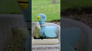 Take a Breath With The Pigeon #Calm #Meditation #Relax