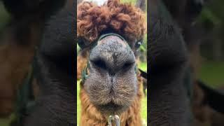 ALPACA SHAMPOO? Dudley the Curly Haired Alpaca gets Sheared ️
