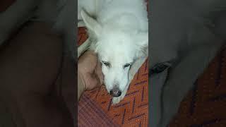#dog #shorts #viralvideo #doglove 