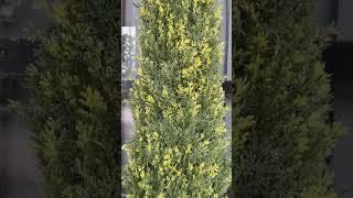 Best quality Cedar trees for sale
