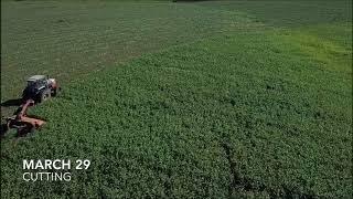 Pioneer® summer forage hybrid SSS - Super Sweet Sudan