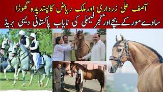 The Most Famous and Beautiful Horses of Gujjar Family belongs to Sawa university of Faislabad Kaka