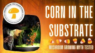 Corn in the substrate: mushroom growing myth tested