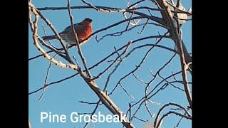 Pine Grosbeak | Birds of Alberta | Raw Footage | #grosbeak #winterviews