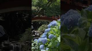 The Endless Summer Hydrangeas in Fuzhou Kuliang are now in full bloom!