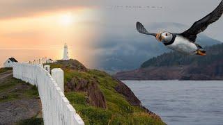 Newfoundland Boat Tour: Puffins, Seabirds and an Unforgettable Sunrise