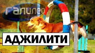 Галилео | Аджилити  [Agility]