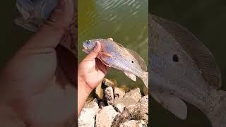 Baby Red Drum #fishing #saltwaterfishing #redfish