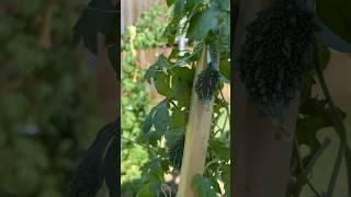 #growing bitter gourd/bitter melon gourd/karela at home#from seed to harvest#usafarming