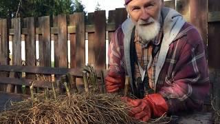 Joe Pye Weed - How to Harvest with Michael Pilarski "Skeeter"